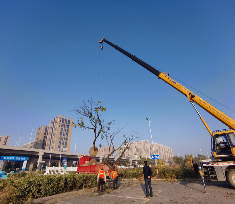 吊機上苗.jpg